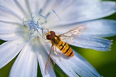 Schwebfliege - Zum Vergroessern klicken!